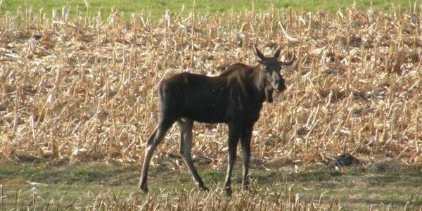Moose in a field in Avon Township